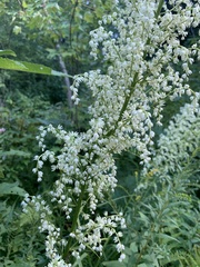 Stenanthium