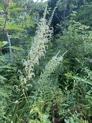 Stenanthium