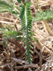 Achillea millefolium