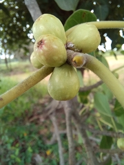 Ficus rumphii
