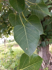Ficus rumphii