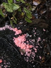 Mycogloea macrospora