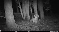 Vulpes vulpes necator