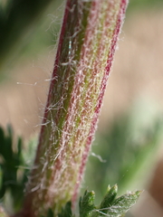 Achillea millefolium
