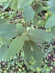 Neolasioptera impatientifolia