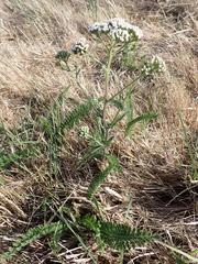 Achillea millefolium