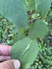 Neolasioptera impatientifolia