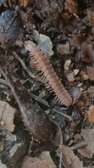 Pseudopolydesmus pinetorum