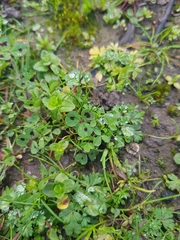 Medicago arabica