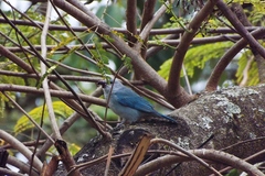 Thraupis sayaca