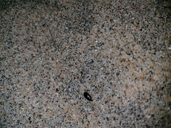 Phaleria panamensis