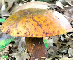 Agaricomycetes