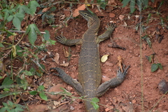 Varanus niloticus