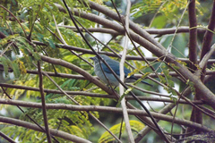 Thraupis sayaca