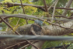 Thraupis sayaca