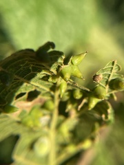 Celticecis spiniformis