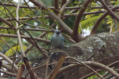 Thraupis sayaca