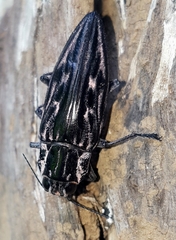 Chalcophora mexicana