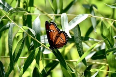 Limenitis archippus obsoleta