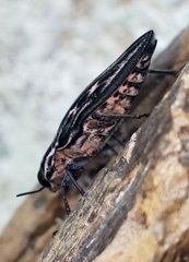 Chalcophora mexicana