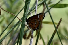Limenitis archippus obsoleta