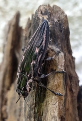 Chalcophora mexicana