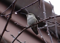 Calypte anna