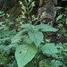 Collinsonia canadensis - Photo (c) H. Wilson Montgomery, Jr., algunos derechos reservados (CC BY-NC), subido por H. Wilson Montgomery, Jr.