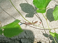 Cryptoblepharus novohebridicus