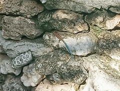 Cryptoblepharus novohebridicus