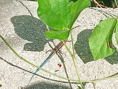 Cryptoblepharus novohebridicus