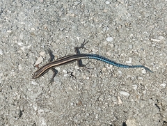 Cryptoblepharus novohebridicus