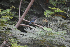 Halcyon senegalensis