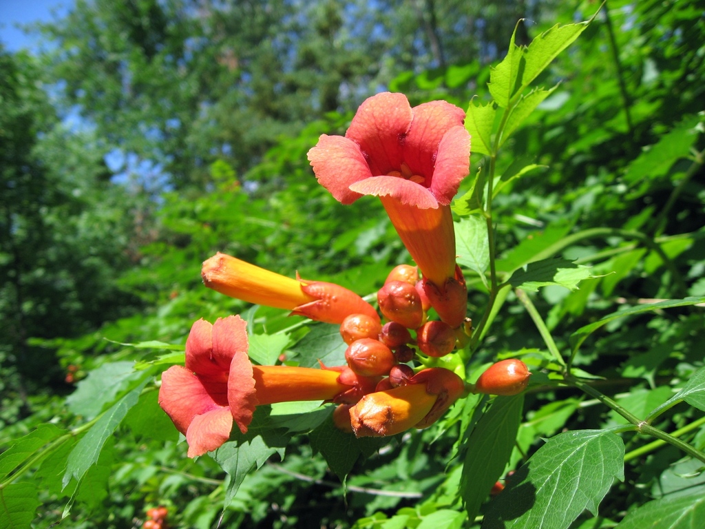 American Trumpet Vine (Vascular Plants of Lost Cove Farm) · iNaturalist