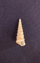 Colpospira australis