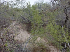 Condalia globosa