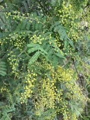 Acacia pubescens