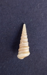 Colpospira australis