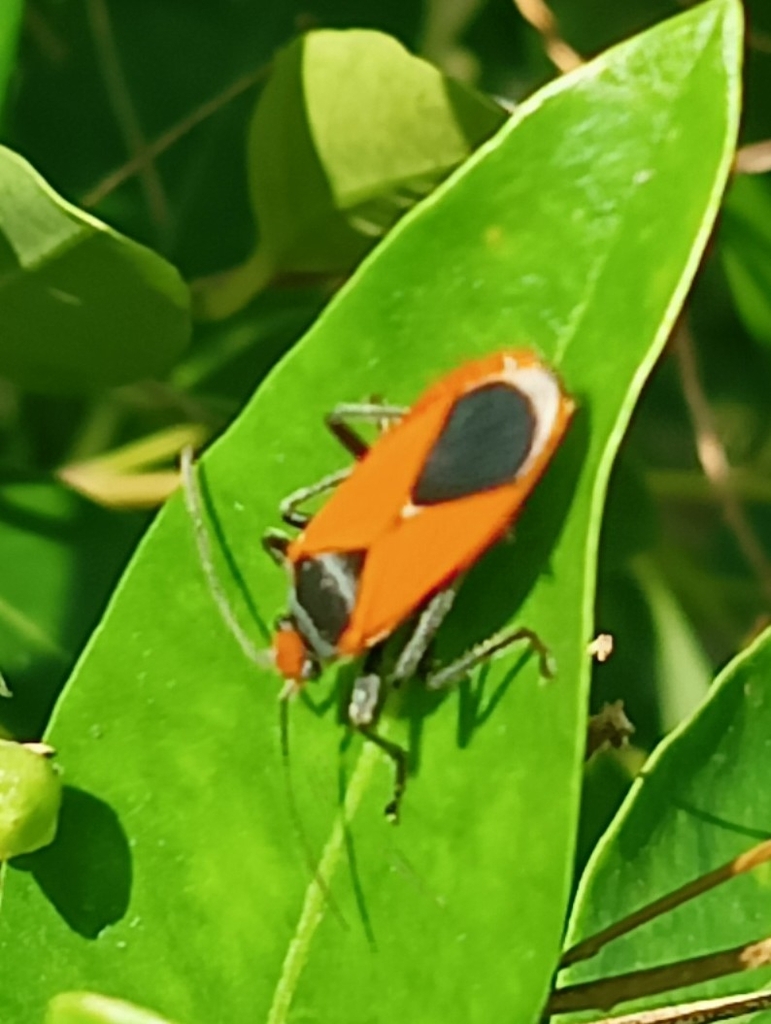 Pyrrhobaphus leucurus