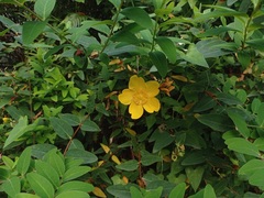 Hypericum × hidcoteense