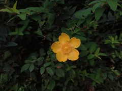 Hypericum × hidcoteense