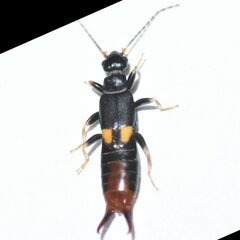 Marava arachidis