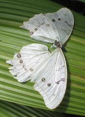 Morpho polyphemus