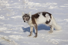 Arctic Fox photo 4