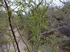 Condalia globosa