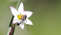 Eosalpingogaster conopida