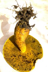 Agaricomycetes