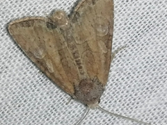 Parastichtis suspecta