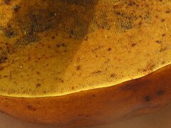 Agaricomycetes