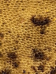 Agaricomycetes